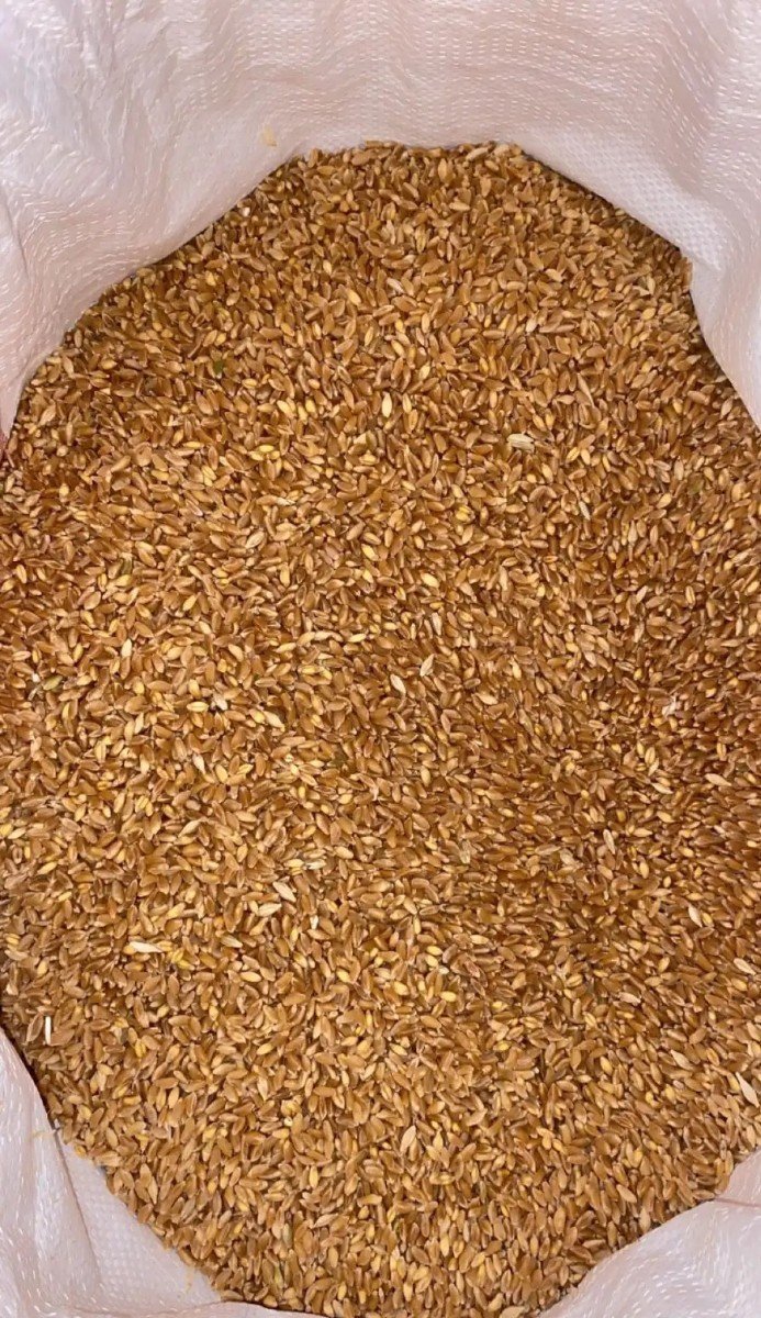 2908_4858d856-cace-465b-a0c6-79e4698295b8