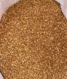 صورة اعلان : حنطه – نقره الحصاد قبل اسبوع و نص بني سعد