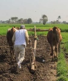 صورة اعلان : قطعه لادات الحرث قديمه أكثر من 200سنه ونادره